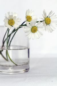 flowers-still-life-daisy-flower-vase-38628