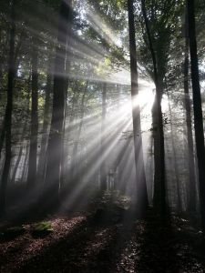 sunbeam-rays-sun-forest-45854