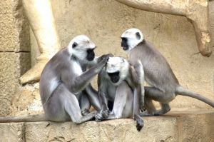 green-monkeys-monkey-old-world-monkey-monkey-family-66865