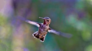 hummingbird-691483_640