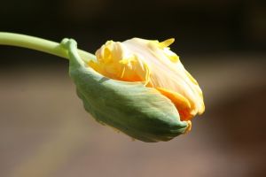 tulip-1396143_640