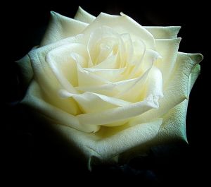 white-rose-1811844_640